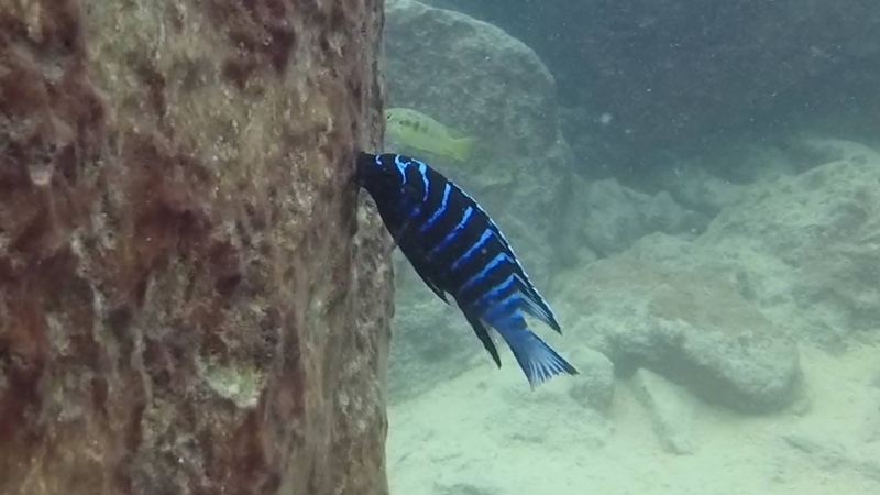 Tropheops sp. 'elongatus mbako' Maingano Island